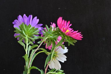 Koyu arkaplanda güzel çiçekler, yaz konsepti, yakın manzara 