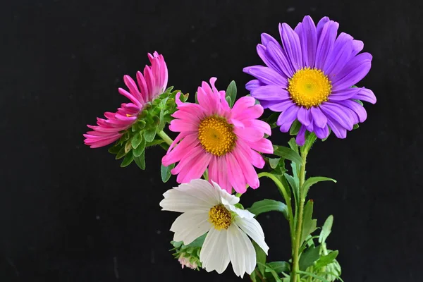 Koyu arkaplanda güzel çiçekler, yaz konsepti, yakın manzara 