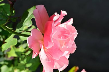 Bahçedeki güzel güller. Kapat. 