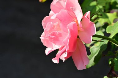 Bahçedeki güzel güller. Kapat. 