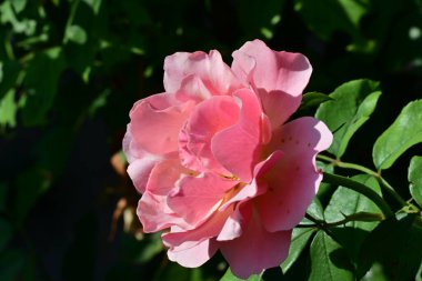 Bahçedeki güzel güller. Kapat. 