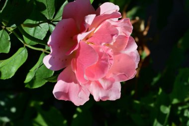 Bahçedeki güzel güller. Kapat. 