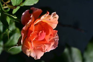 Bahçedeki güzel güller. Kapat. 