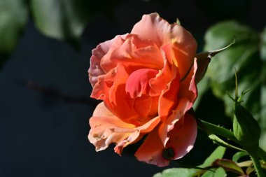 Bahçedeki güzel güller. Kapat. 