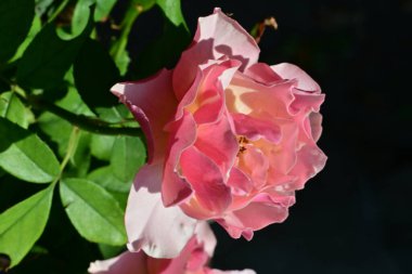 Bahçedeki güzel güller. Kapat. 