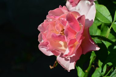 Bahçedeki güzel güller. Kapat. 