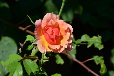 Bahçedeki güzel güller. Kapat. 