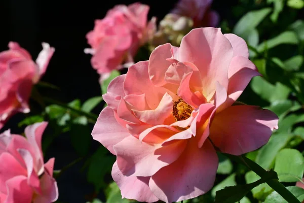 Bahçedeki güzel güller. Kapat. 