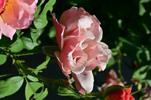 Bahçedeki güzel güller. Kapat. 