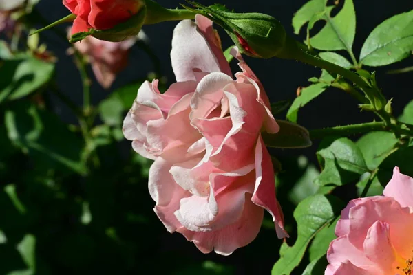 Bahçedeki güzel güller. Kapat. 