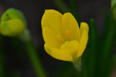 Bahçedeki sarı çiçeğe yaklaş. 