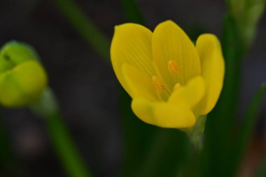 Bahçedeki sarı çiçeğe yaklaş. 