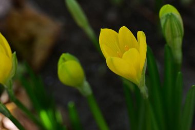 Bahçedeki sarı çiçeğe yaklaş. 