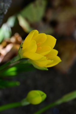 Bahçedeki sarı çiçeğe yaklaş. 