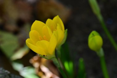 Bahçedeki sarı çiçeğe yaklaş. 