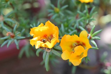 Güzel çiçekler, çiçek konsepti arka plan, çiçek tarhında çiçekler 