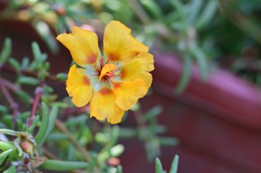 Güzel çiçekler, çiçek konsepti arka plan, çiçek tarhında çiçekler 