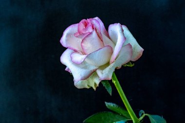 Bahçedeki güzel çiçekler