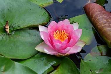 Nilüfer çiçeğini göle yakın tut.
