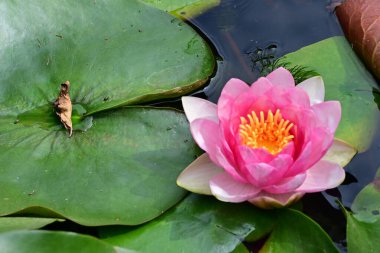 Nilüfer çiçeğini göle yakın tut.