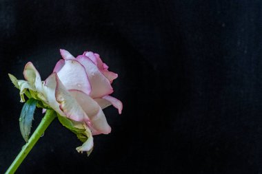 Siyah yüzeye yakın plan pembe gül ve bulanık arkaplan.