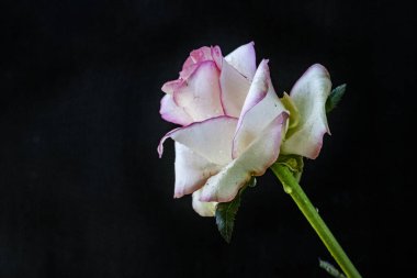 Siyah arkaplanda güzel beyaz bir gül