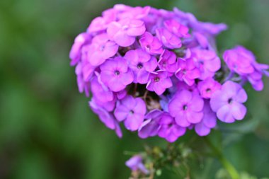 Güzel çiçekler, çiçek konsepti arka plan, çiçek tarhında çiçekler 