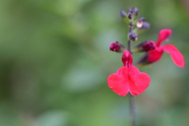 Güzel çiçekler, çiçek konsepti arka plan, çiçek tarhında çiçekler 