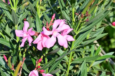 Güzel çiçekler, çiçek konsepti arka plan, çiçek tarhında çiçekler 