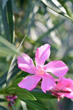 Güzel çiçekler, çiçek konsepti arka plan, çiçek tarhında çiçekler 