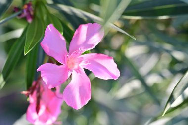 Güzel çiçekler, çiçek konsepti arka plan, çiçek tarhında çiçekler 