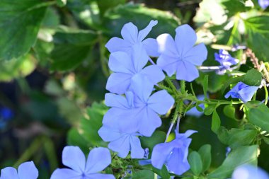 Güzel çiçekler, çiçek konsepti arka plan, çiçek tarhında çiçekler 