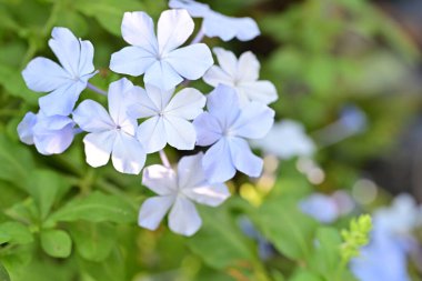Güzel çiçekler, çiçek konsepti arka plan, çiçek tarhında çiçekler 
