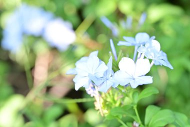 Güzel çiçekler, çiçek konsepti arka plan, çiçek tarhında çiçekler 