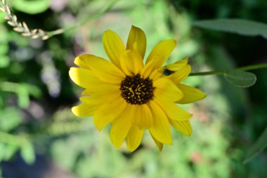 Güzel çiçekler, çiçek konsepti arka plan, çiçek tarhında çiçekler 