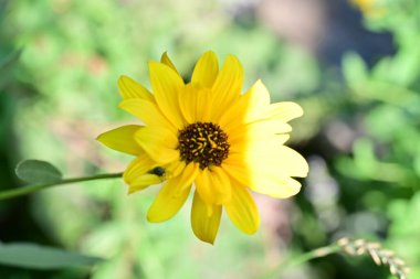 Güzel çiçekler, çiçek konsepti arka plan, çiçek tarhında çiçekler 