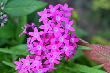 Güzel çiçekler, çiçek konsepti arka plan, çiçek tarhında çiçekler 