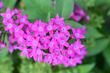 Güzel çiçekler, çiçek konsepti arka plan, çiçek tarhında çiçekler 