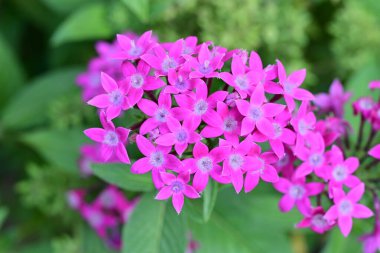 Güzel çiçekler, çiçek konsepti arka plan, çiçek tarhında çiçekler 