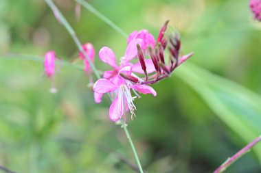 Güzel çiçekler, çiçek konsepti arka plan, çiçek tarhında çiçekler 