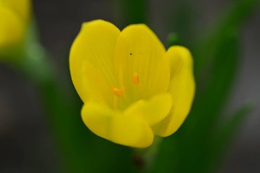 Güzel çiçekler, çiçek konsepti arka plan, çiçek tarhında çiçekler 