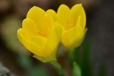Bahçede güzel çiçekler Doğa manzarası 