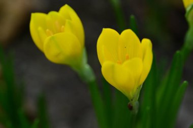 Güzel çiçekler, çiçek konsepti arka plan, çiçek tarhında çiçekler 