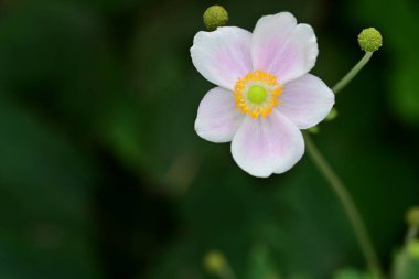 Güzel çiçekler, çiçek konsepti arka plan, çiçek tarhında çiçekler 