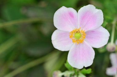 Güzel çiçekler, çiçek konsepti arka plan, çiçek tarhında çiçekler 