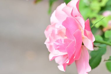 Bahçedeki güzel güller. Kapat. 