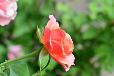 Bahçedeki güzel güller. Kapat. 