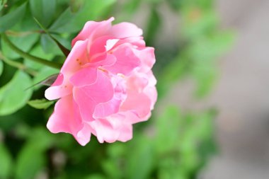 Bahçedeki güzel güller. Kapat. 