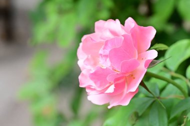 Bahçedeki güzel güller. Kapat. 