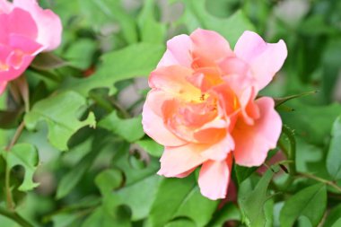 Bahçedeki güzel güller. Kapat. 